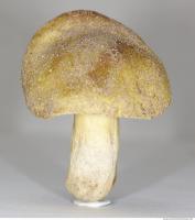 Photo Texture of Mushroom 0005